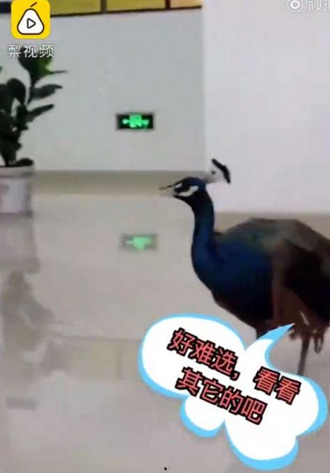 孔雀 视频在线观看,在线欣赏孔雀之美 第1张 孔雀 视频在线观看,在线欣赏孔雀之美 第1张